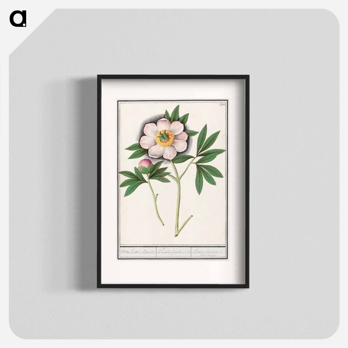 Peony, Paeonia - アンセルムス ボエティウス デ ブート Poster.