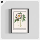 Peony, Paeonia - アンセルムス ボエティウス デ ブート Poster.