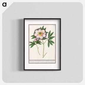 アートポスター-Peony, Paeonia - アンセルムス ボエティウス デ ブート Poster.