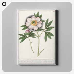1-47_Anselmus-Boetius-de-Boodt_canvas
