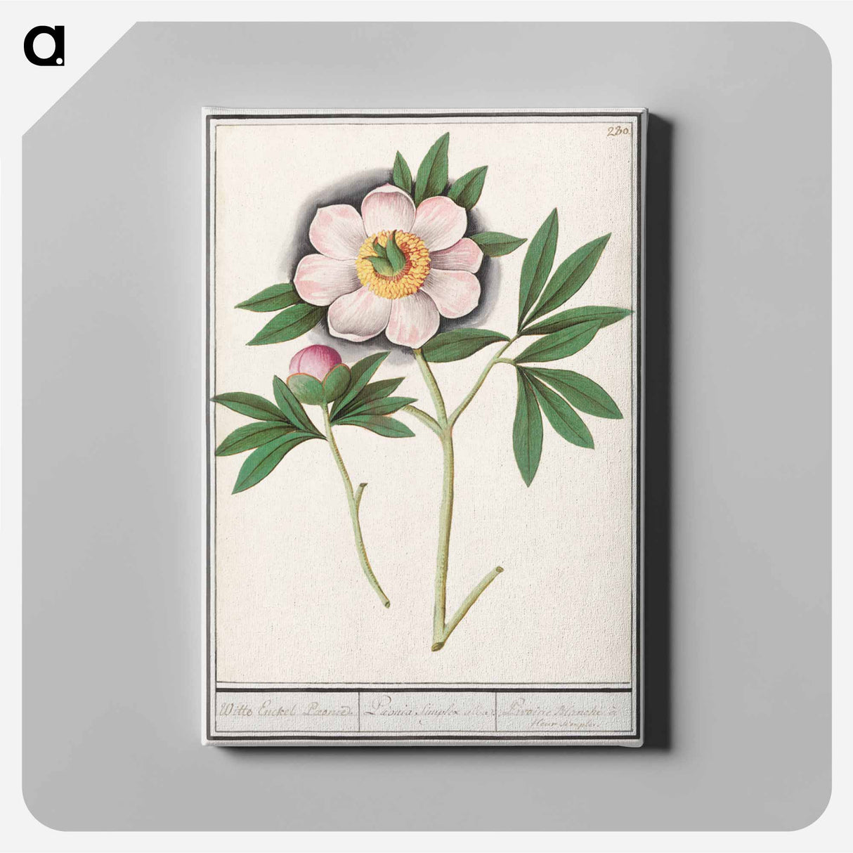 Peony, Paeonia - アンセルムス ボエティウス デ ブート Canvas.
