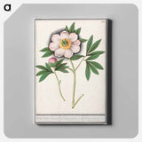 Peony, Paeonia - アンセルムス ボエティウス デ ブート Canvas.