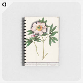 アートメモ帳-Peony, Paeonia - アンセルムス ボエティウス デ ブート Memo.