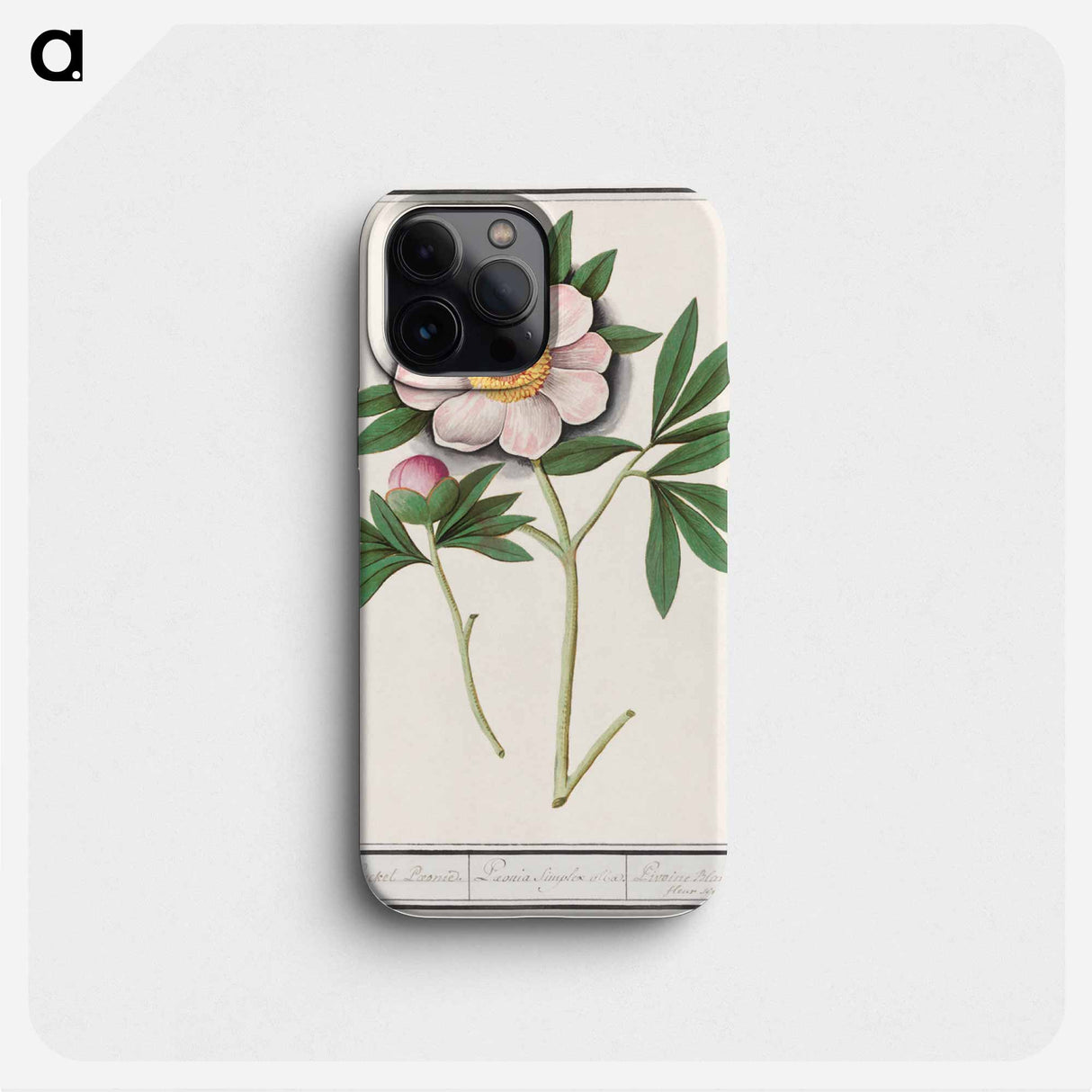 Peony, Paeonia - アンセルムス ボエティウス デ ブート Phone Case.