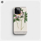 Peony, Paeonia - アンセルムス ボエティウス デ ブート Phone Case.