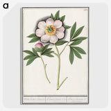1-47_Anselmus-Boetius-de-Boodt_picture-crop