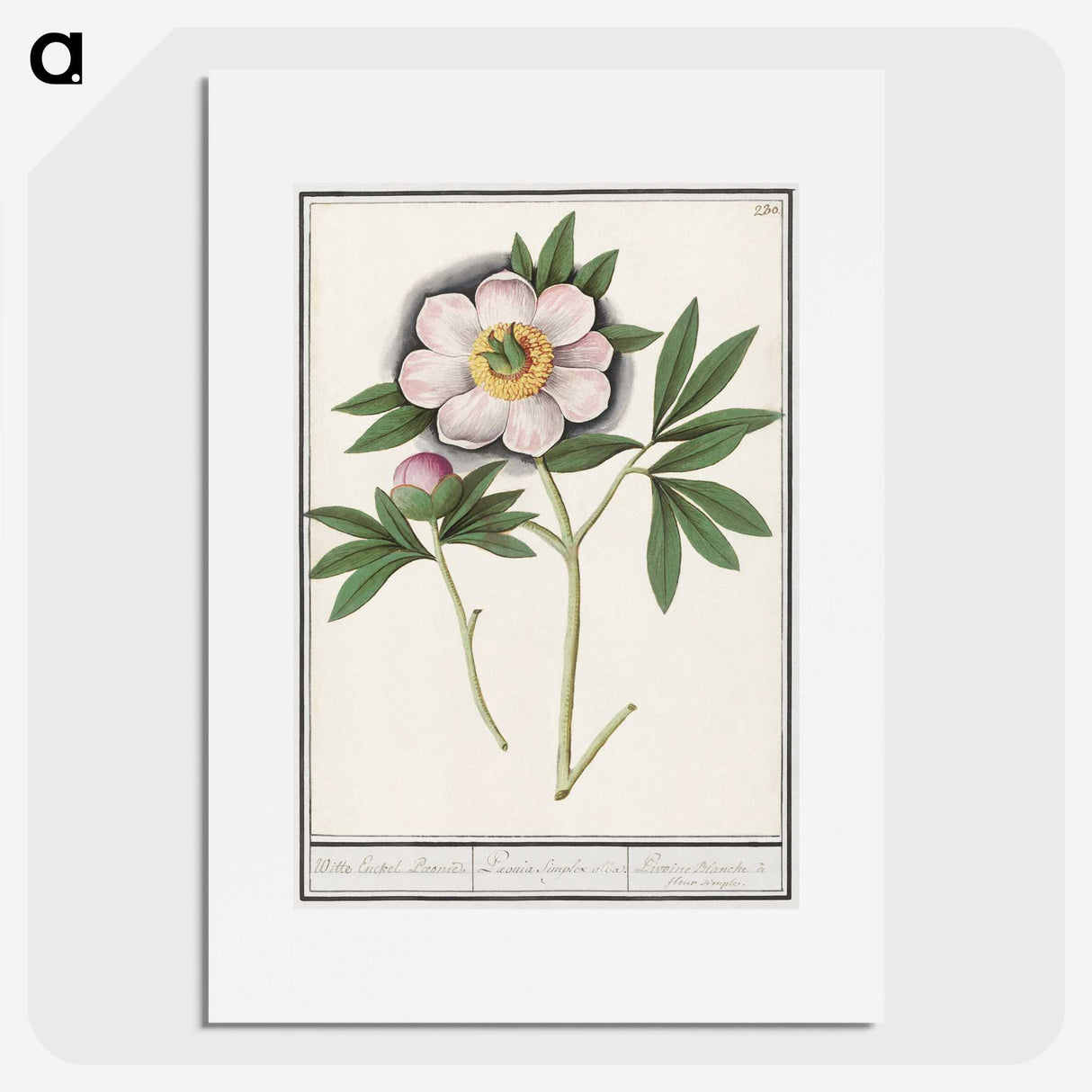 1-47_Anselmus-Boetius-de-Boodt_picture