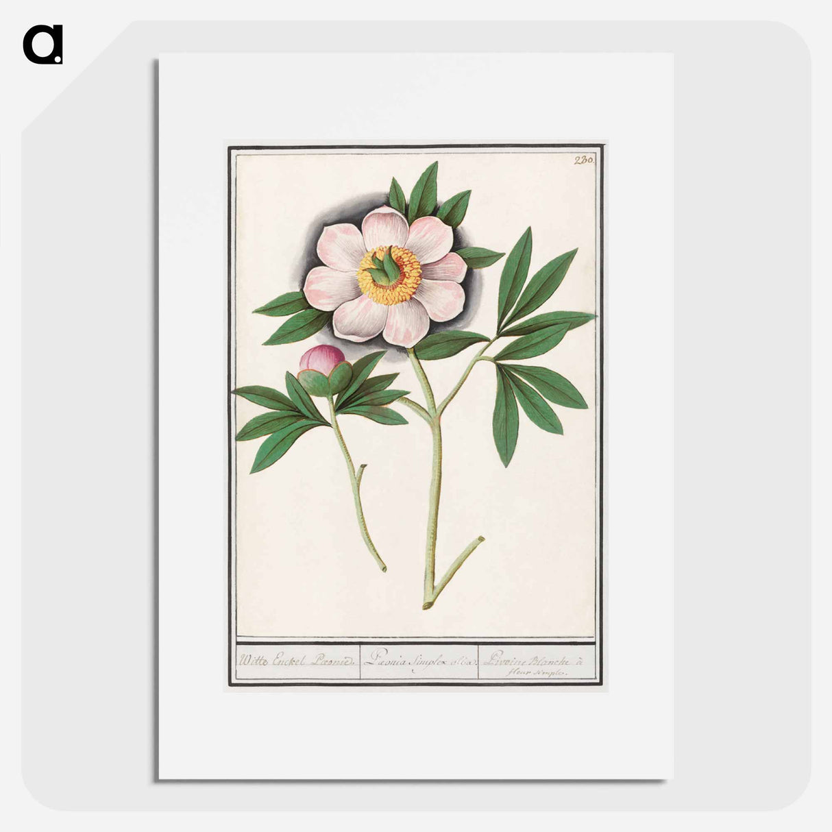 Peony, Paeonia - アンセルムス ボエティウス デ ブート Poster.