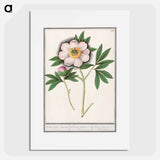 Peony, Paeonia - アンセルムス ボエティウス デ ブート Poster.