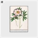 Peony, Paeonia - アンセルムス ボエティウス デ ブート Postcard.