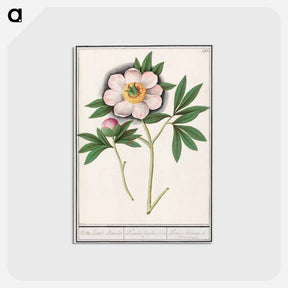 アートポストカード-Peony, Paeonia - アンセルムス ボエティウス デ ブート Postcard.