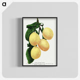 1-47_Botanical-Specimen-Plates_blk-crop