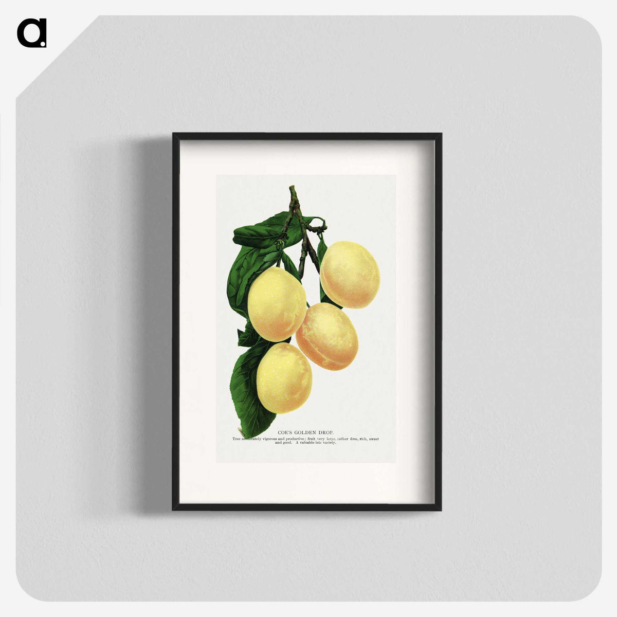 1-47_Botanical-Specimen-Plates_blk