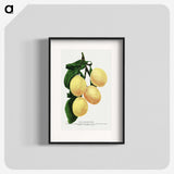 1-47_Botanical-Specimen-Plates_blk
