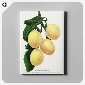 1-47_Botanical-Specimen-Plates_canvas