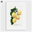1-47_Botanical-Specimen-Plates_picture
