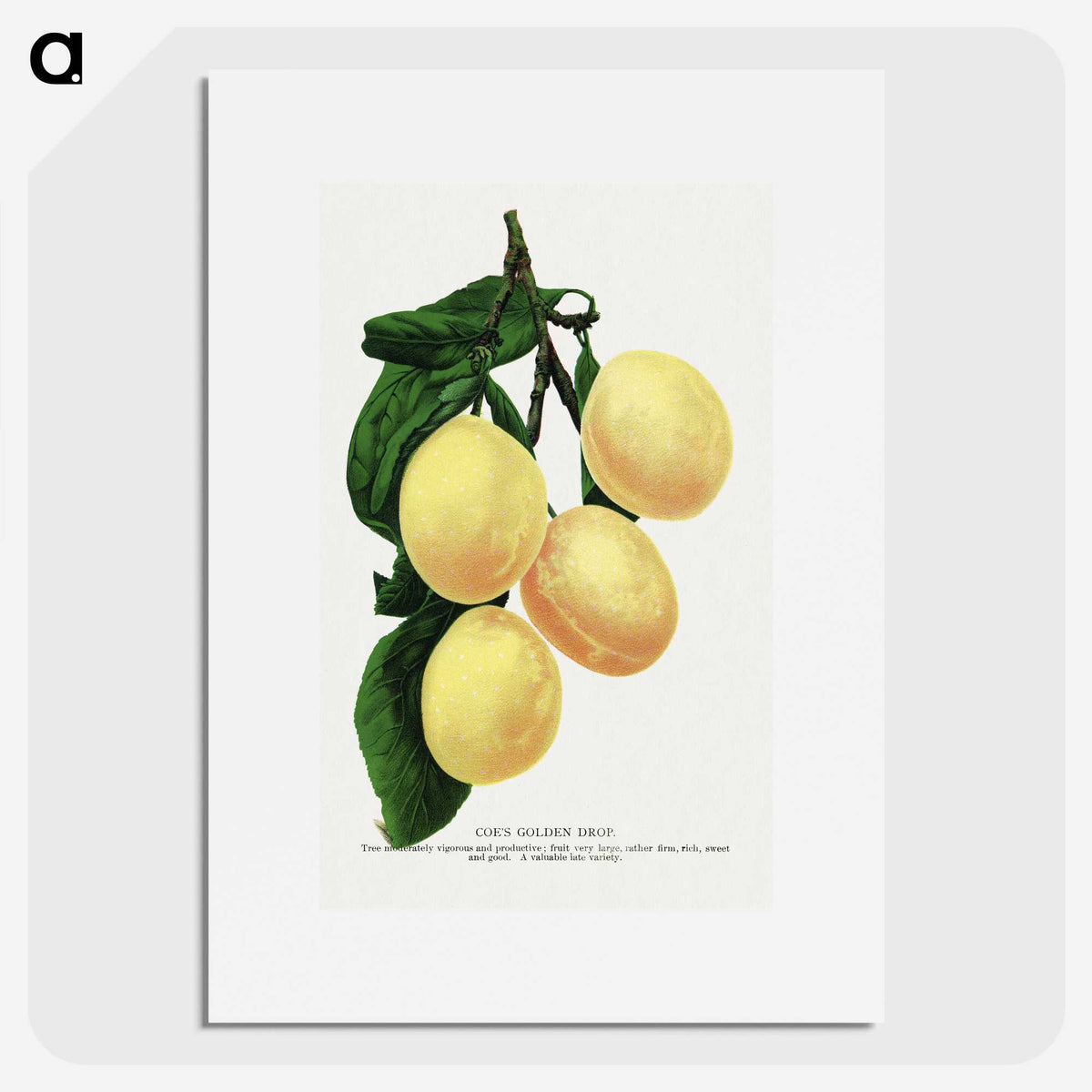 1-47_Botanical-Specimen-Plates_picture