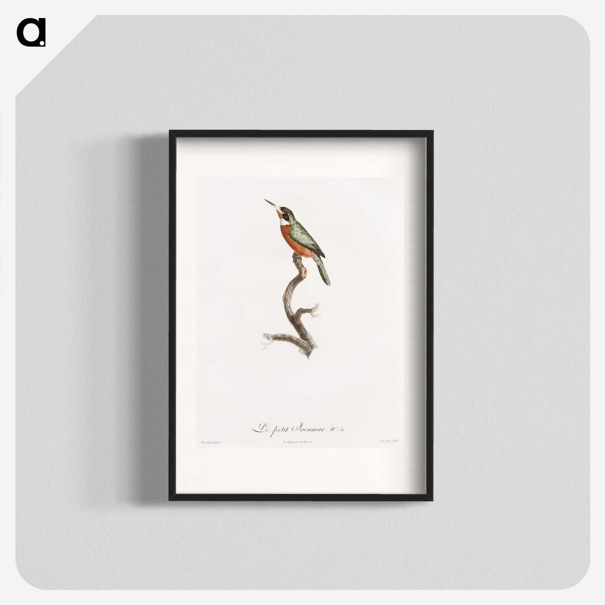 1-47_Des-Oiseaux-de-Paradis_blk