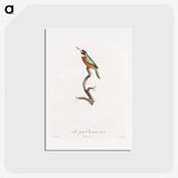 1-47_Des-Oiseaux-de-Paradis_hagaki