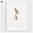 1-47_Des-Oiseaux-de-Paradis_picture