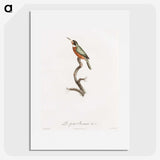 1-47_Des-Oiseaux-de-Paradis_picture