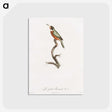 1-47_Des-Oiseaux-de-Paradis_postcard