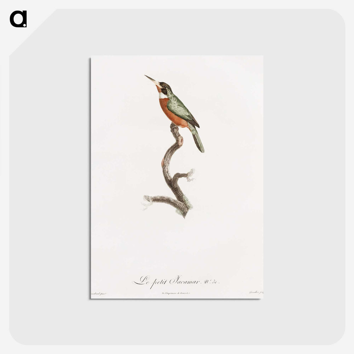 1-47_Des-Oiseaux-de-Paradis_postcard