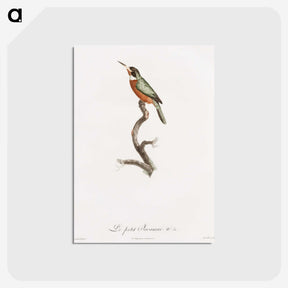 1-47_Des-Oiseaux-de-Paradis_postcard