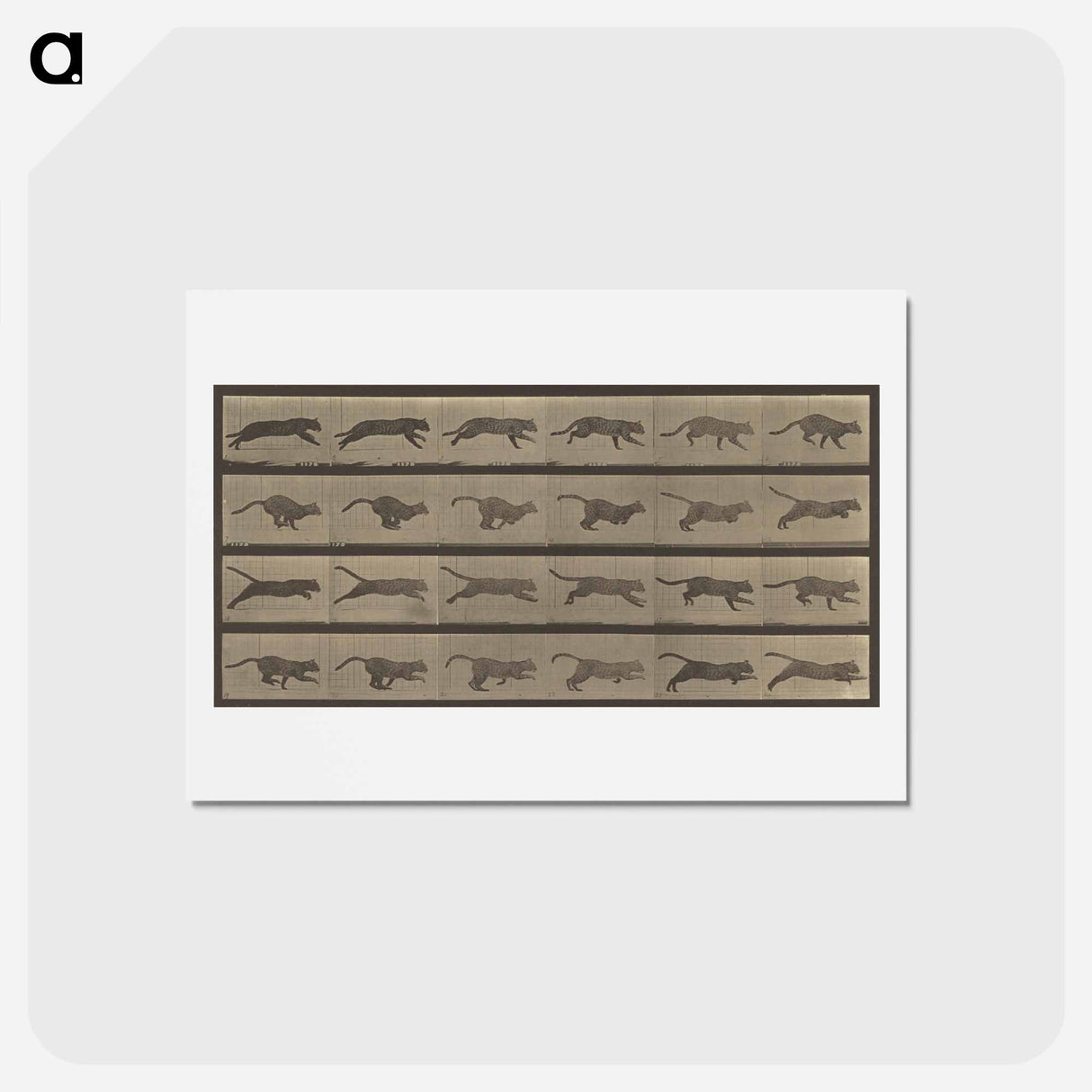 アートポストカード-Animal Locomotion
 - エドワード マイブリッジ Postcard.