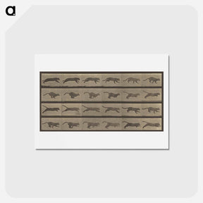 アートポストカード-Animal Locomotion
 - エドワード マイブリッジ Postcard.