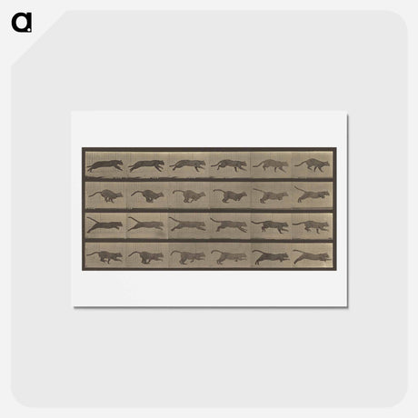 アートポストカード-Animal Locomotion
 - エドワード マイブリッジ Postcard.