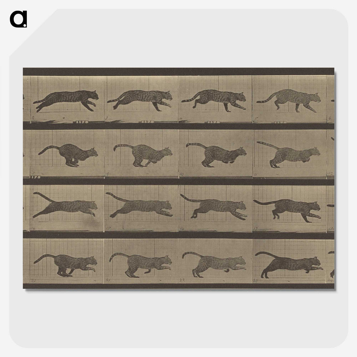 1-47_Eadweard-Muybridge_picture-crop