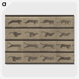 1-47_Eadweard-Muybridge_picture-crop