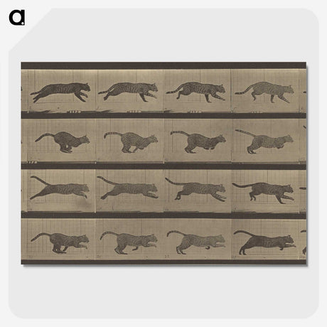 1-47_Eadweard-Muybridge_picture-crop