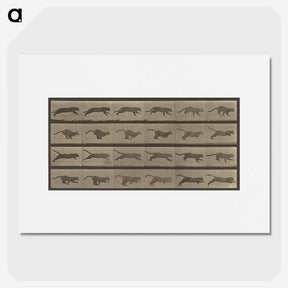 1-47_Eadweard-Muybridge_picture