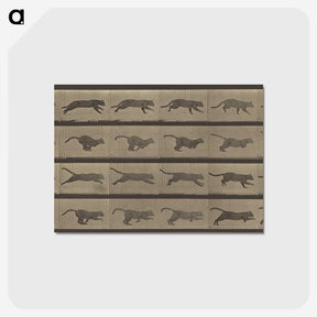 1-47_Eadweard-Muybridge_postcard
