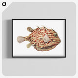 1-47_Ernst-Haeckel_blk-crop