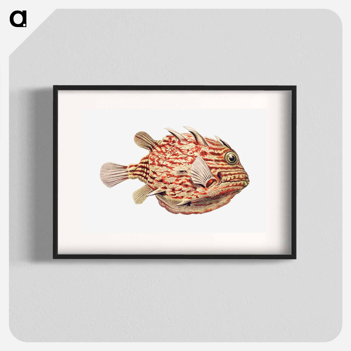 Vintage fish illustration on white background - エルンスト ヘッケル Poster.
