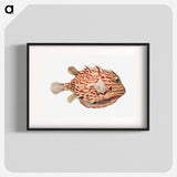 Vintage fish illustration on white background - エルンスト ヘッケル Poster.