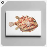 Vintage fish illustration on white background - エルンスト ヘッケル Canvas.