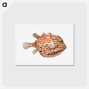 アートポストカード-Vintage fish illustration on white background - エルンスト ヘッケル Postcard.
