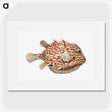 1-47_Ernst-Haeckel_picture