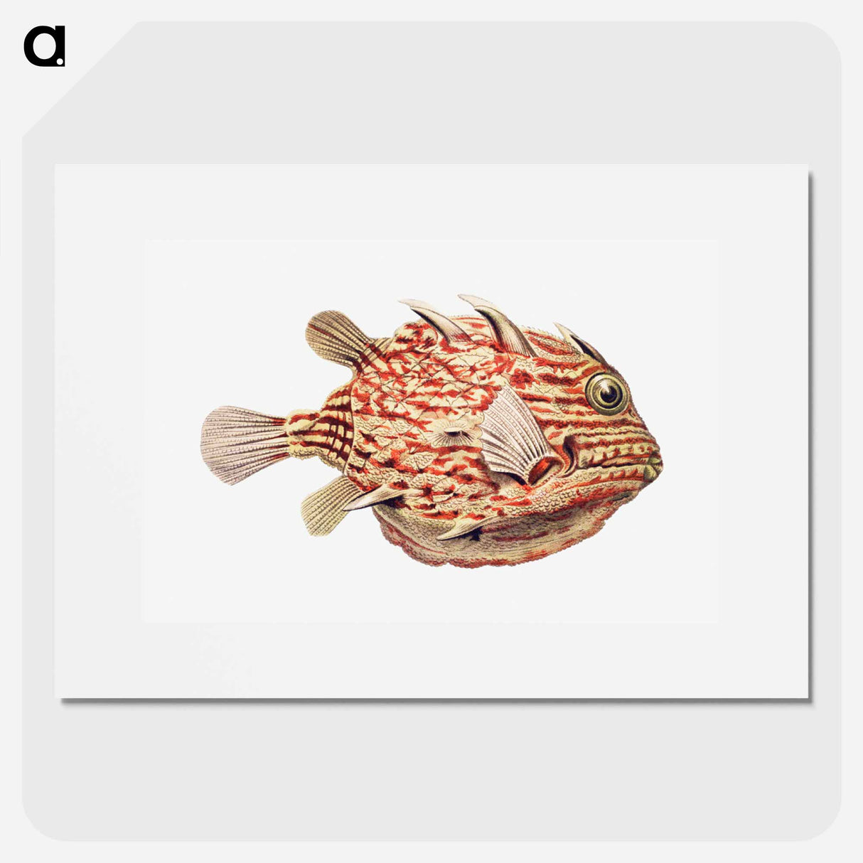 Vintage fish illustration on white background - エルンスト ヘッケル Poster.