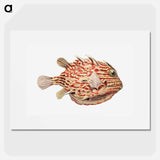 Vintage fish illustration on white background - エルンスト ヘッケル Poster.