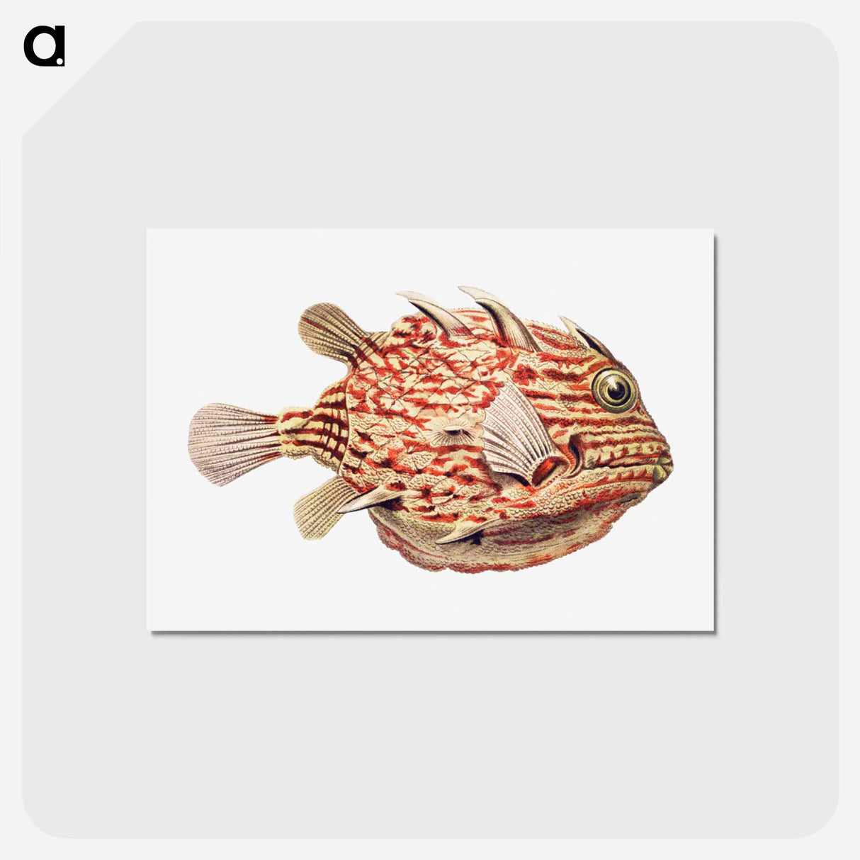 アートポストカード-Vintage fish illustration on white background - エルンスト ヘッケル Postcard.