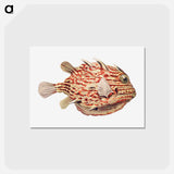 アートポストカード-Vintage fish illustration on white background - エルンスト ヘッケル Postcard.
