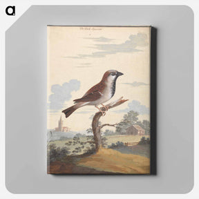 アートパネル-The Cock Sparrow
 - ジョージ エドワーズ Canvas.
