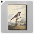1-47_George-Edwards_canvas
