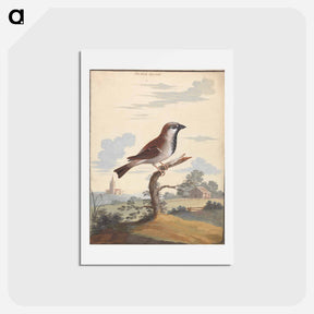アートポストカード-The Cock Sparrow
 - ジョージ エドワーズ Postcard.