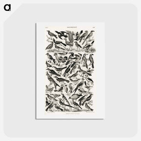 アートポストカード-Ornithology
 - ゴールドスミスの生き生きとした自然 Postcard.